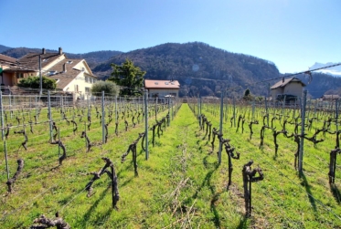 Aigle, maison vigneronne en viager occupé sans rente limité à 10 ans